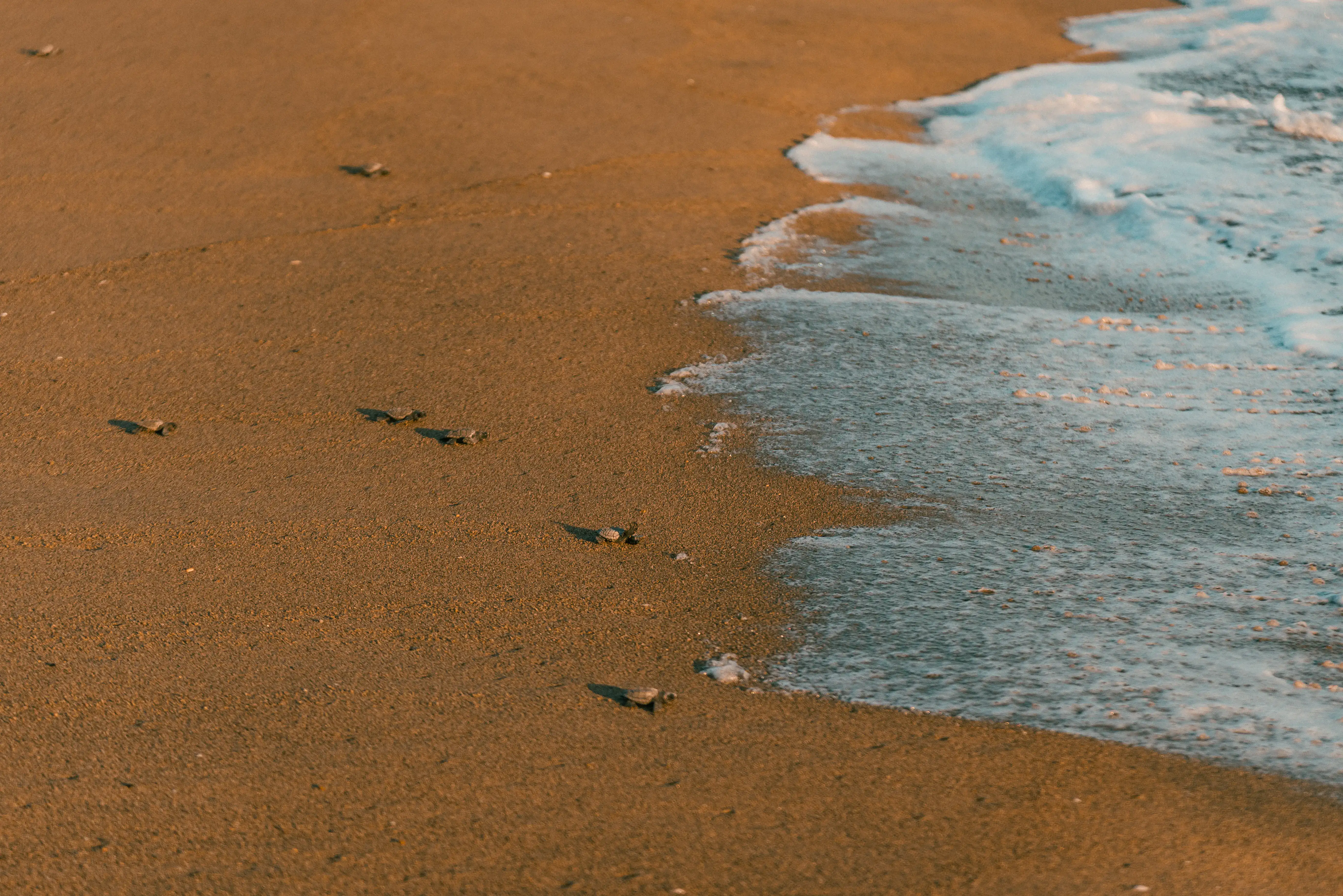 Sea Turtle Release